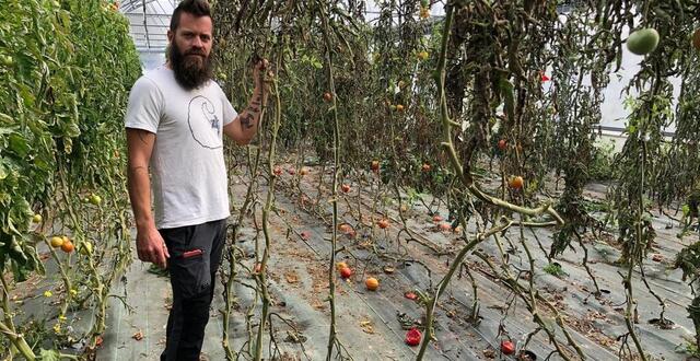 photo simon prevost, maraîcher dans la ferme urbaine à l’est de nantes, s’est fait dérober près de 400 kg de tomates sur pied la nuit dernière. 