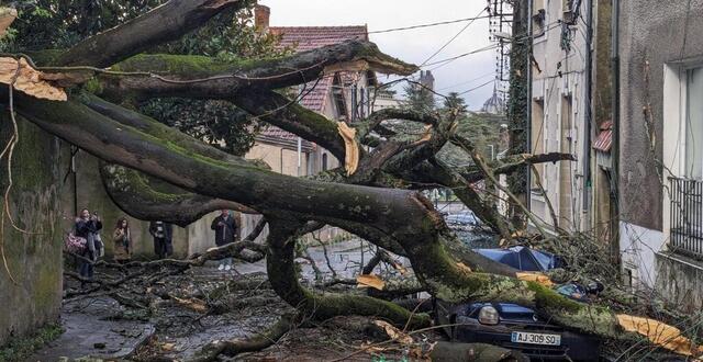 photo un arbre centenaire s’est effondré rue joseph-blanchart, à nantes. 